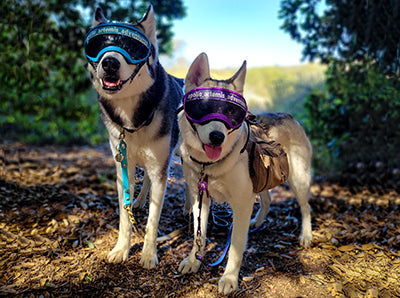 Adventure energy bars for hiking dogs